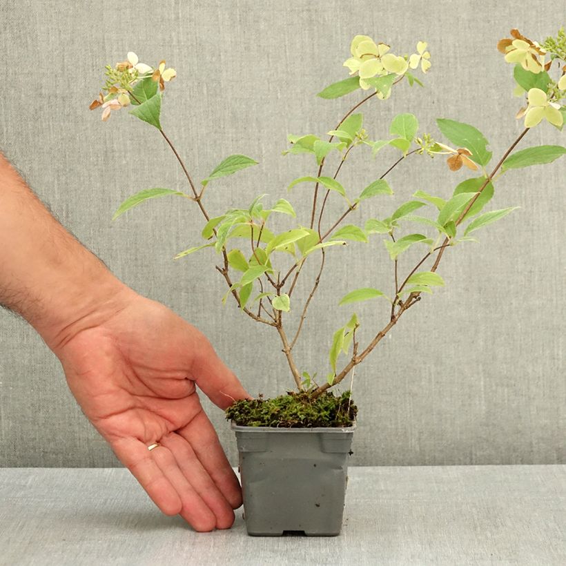 Example of Hydrangea paniculata Confetti - Hortensia paniculé Godet de 8/9 cm as you get in ete