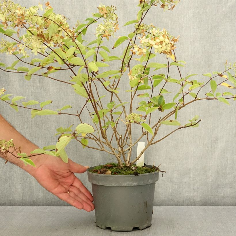 Example of Hydrangea paniculata Dart's Little Dot - Hortensia paniculé Pot de 3L/4L as you get in ete