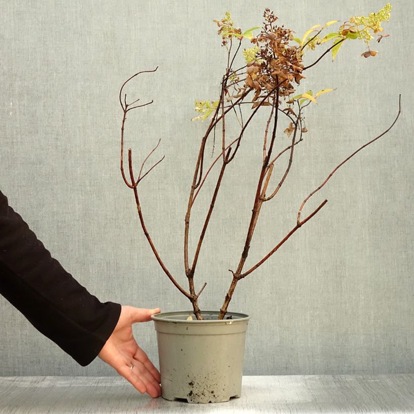 Example of Hydrangea paniculata Dentelle de Gorron - Hortensia paniculé Pot de 3L/4L as you get in automne