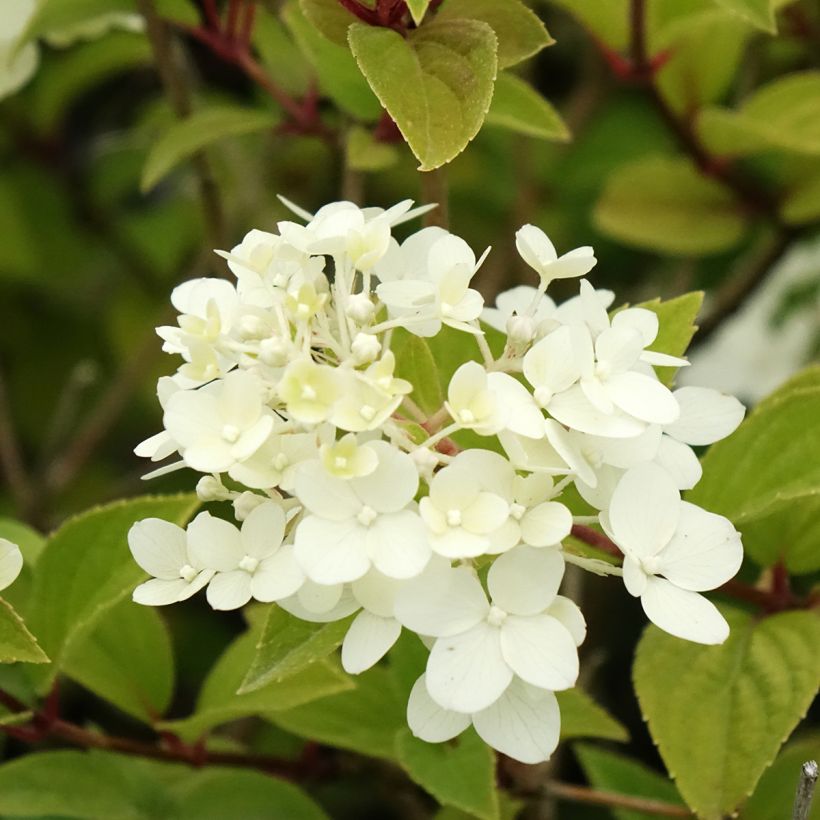 Hydrangea paniculata Dharuma - Hortensia paniculé (Flowering)