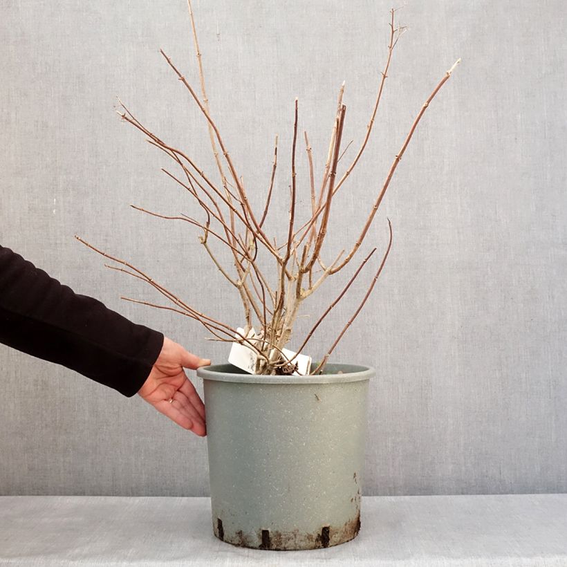 Example of Hydrangea paniculata Diamantino - Hortensia paniculé Pot de 7,5L/10L as you get in hiver