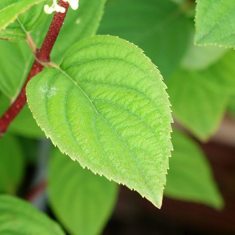 Hydrangea paniculata Fire Light - Hortensia paniculé (Foliage)