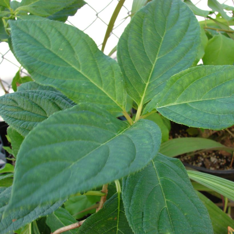 Hydrangea paniculata Great Star Le Vasterival - Hortensia paniculé (Foliage)