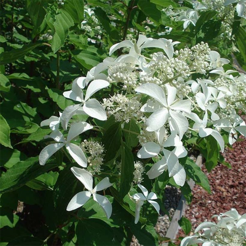 Hydrangea paniculata Great Star Le Vasterival - Hortensia paniculé (Flowering)