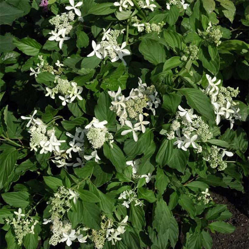 Hydrangea paniculata Great Star Le Vasterival - Hortensia paniculé (Plant habit)