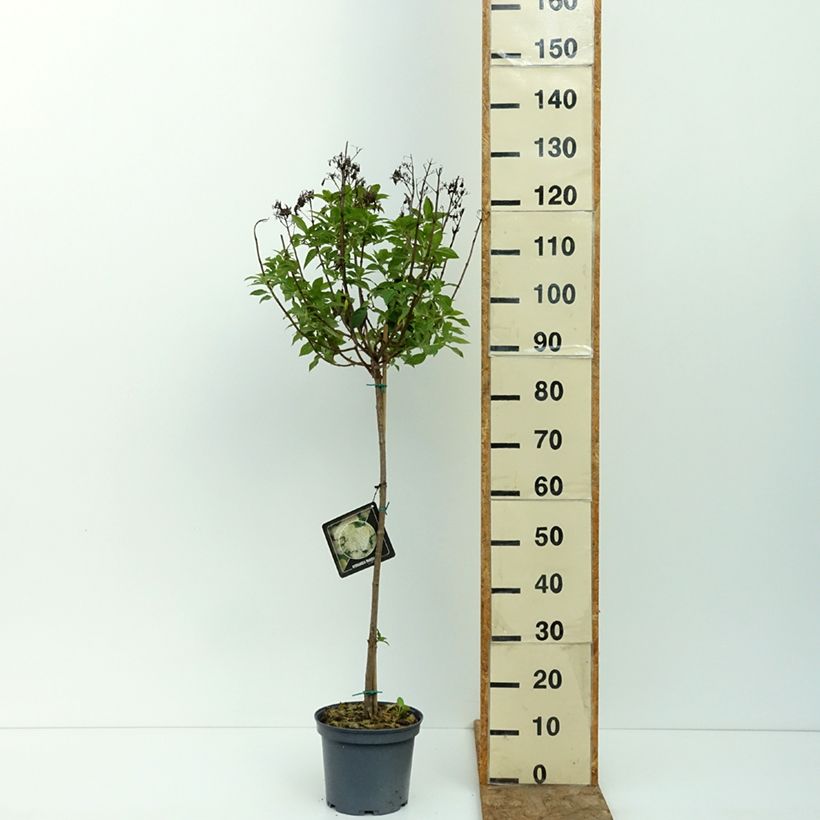 Example of Hydrangea paniculata Limelight - Hortensia paniculé Pot de 3L/4L, Tige as you get in ete