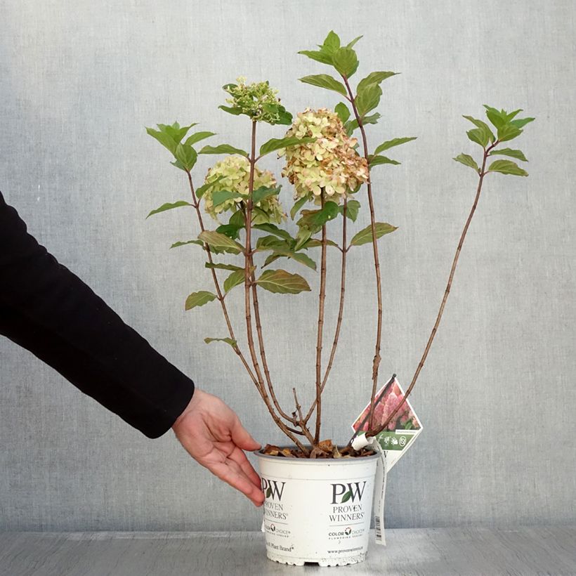 Example of Hydrangea paniculata Limelight Prime- Hortensia paniculé Pot de 3L/4L as you get in automne