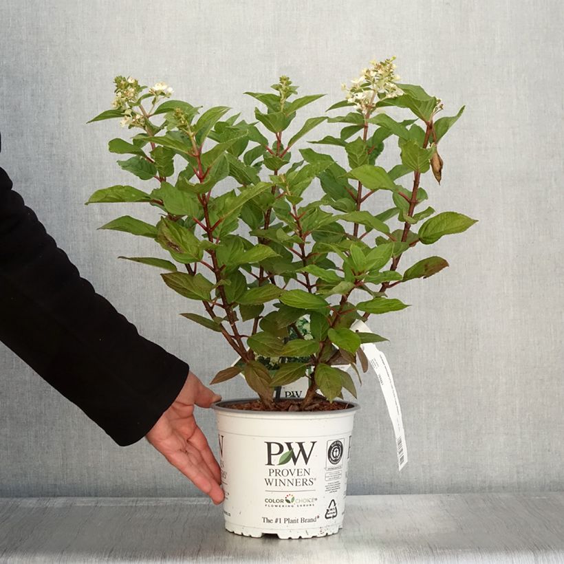 Example of Hydrangea paniculata Little Lime Punch - Hortensia paniculé Pot de 3L/4L as you get in automne