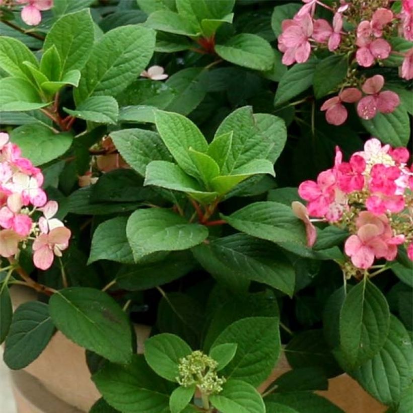 Hydrangea paniculata Little Quick Fire - Hortensia paniculé (Foliage)