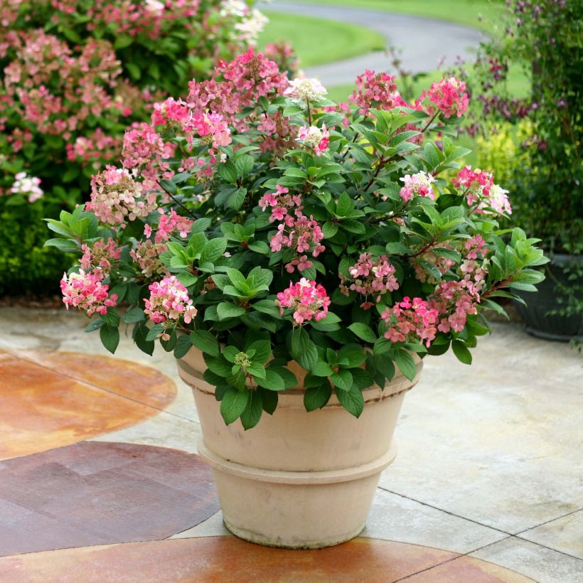 Hydrangea paniculata Little Quick Fire - Hortensia paniculé (Plant habit)