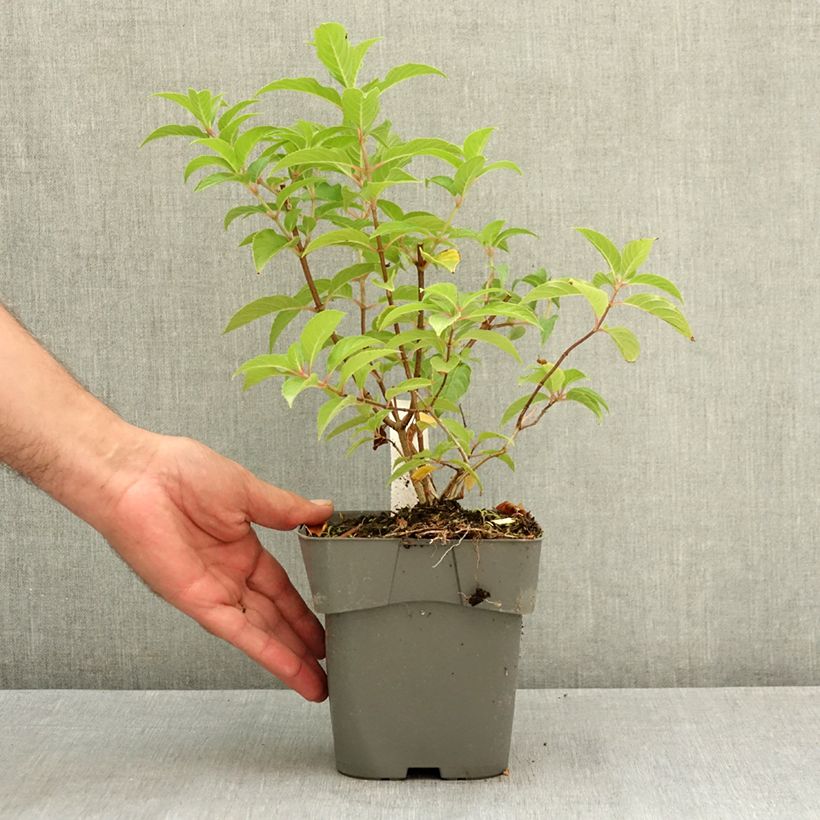 Example of Hydrangea paniculata Living Pink & Rose  - Hortensia paniculé Pot de 2L/3L as you get in ete