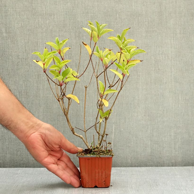 Example of Hydrangea paniculata Magical Fire - Hortensia paniculé Godet de 8/9 cm as you get in ete