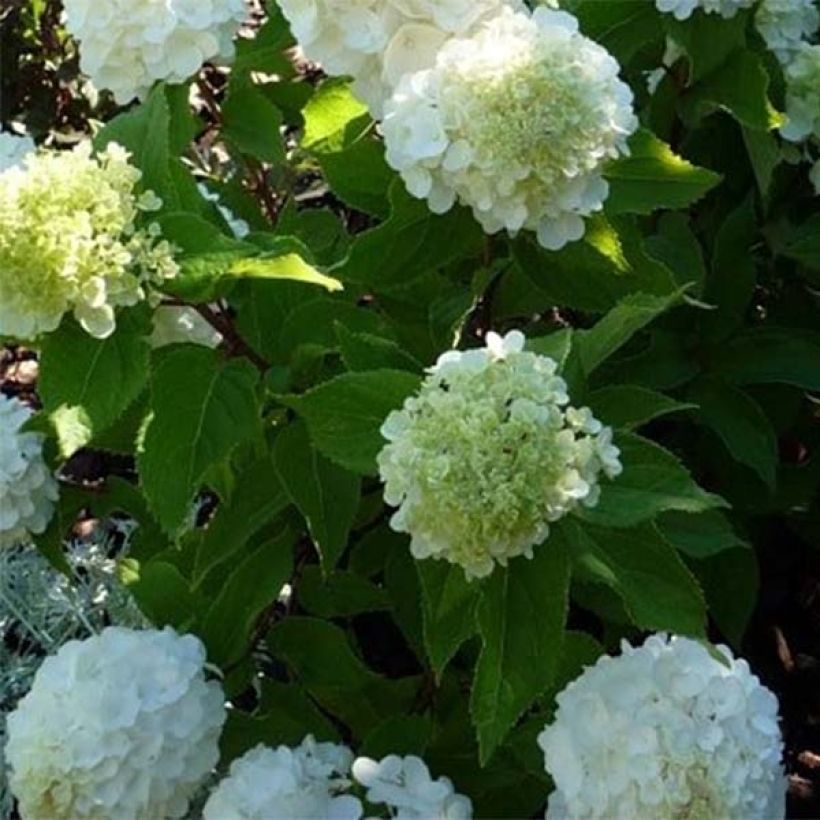 Hydrangea paniculata Magical Mont Blanc - Hortensia paniculé (Foliage)