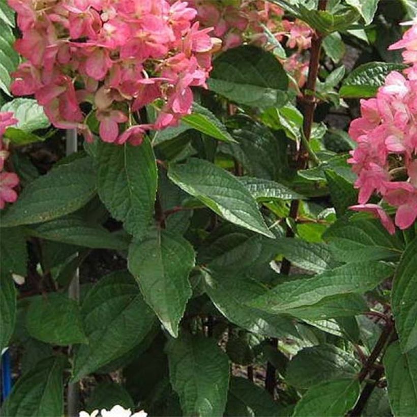 Hydrangea paniculata Magical Vesuvio - Hortensia paniculé (Foliage)