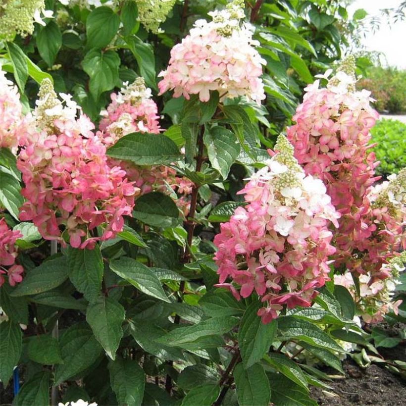 Hydrangea paniculata Magical Vesuvio - Hortensia paniculé (Plant habit)