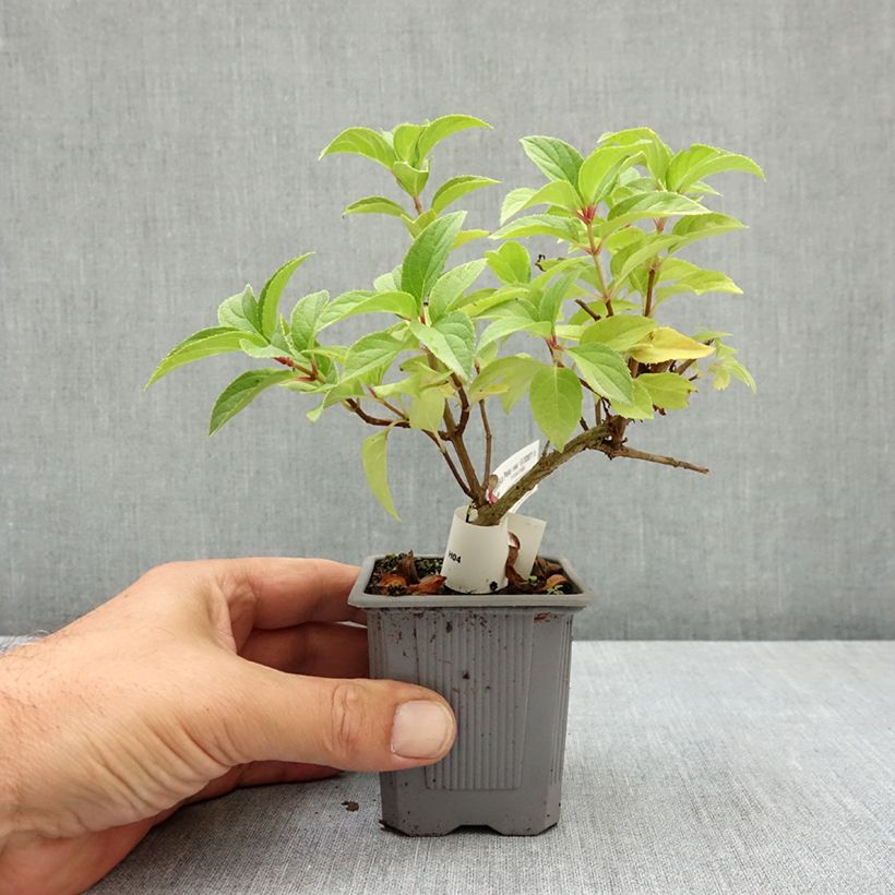 Example of Hydrangea paniculata Polar Bear - Hortensia paniculé Godet de 8/9 cm as you get in ete