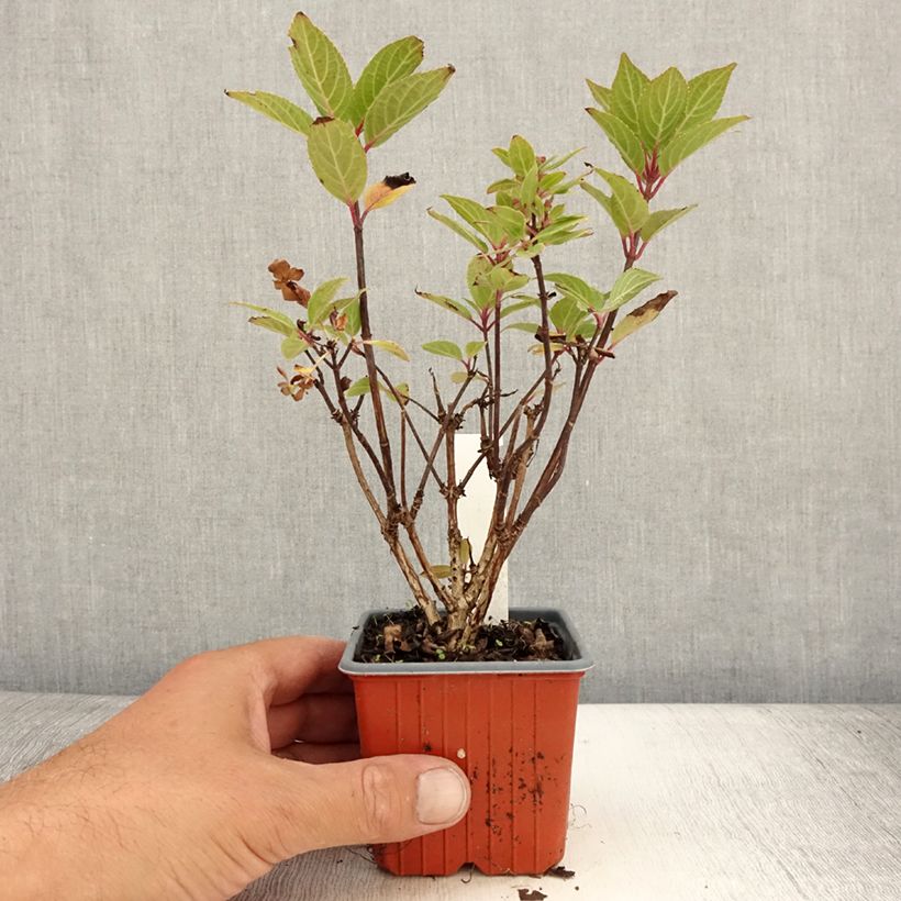 Example of Hydrangea paniculata Polestar - Hortensia paniculé Godet de 8/9 cm as you get in ete