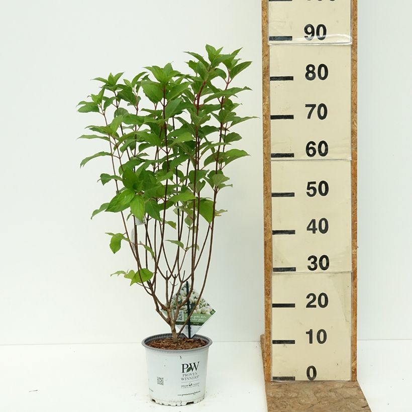 Example of Hydrangea paniculata Quick Fire Fab - Hortensia paniculé Pot de 3L/4L as you get in ete
