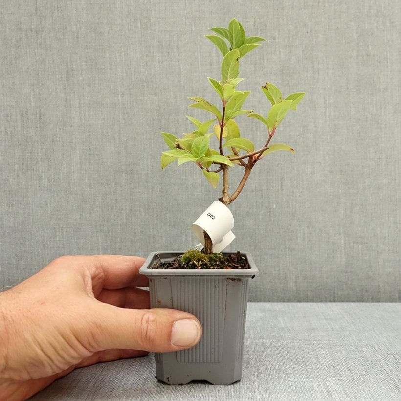 Example of Hydrangea paniculata Sundae Fraise - Hortensia paniculé rose Godet de 8/9 cm as you get in ete