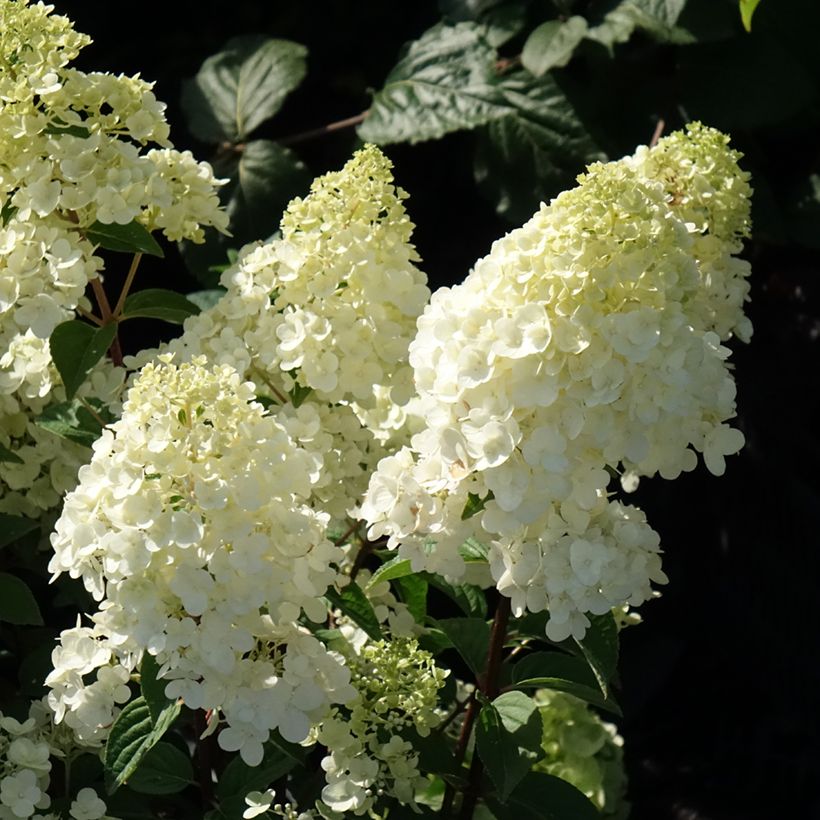 Hydrangea paniculata Sundae Fraise - Hortensia paniculé rose (Flowering)