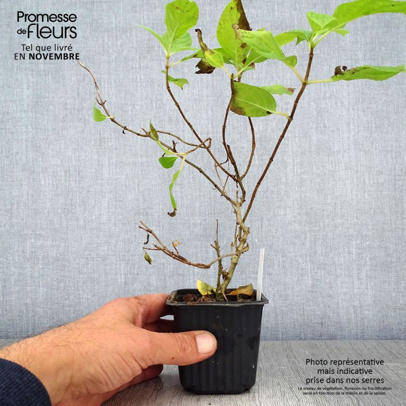 Example of Hydrangea paniculata Sunlight - Hortensia paniculé Godet de 8/9 cm as you get in automne