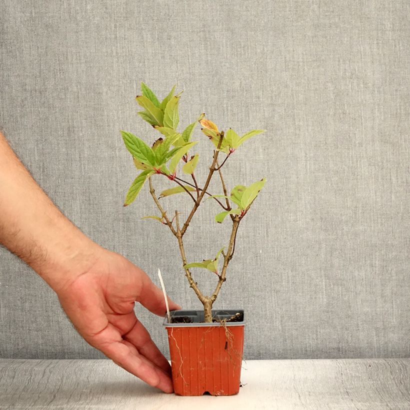 Example of Hydrangea paniculata Tickled Pink - Hortensia paniculé Godet de 8/9 cm as you get in ete