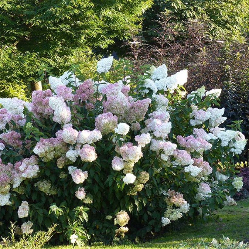 Hydrangea paniculata Vanille Fraise - Hortensia paniculé (Plant habit)
