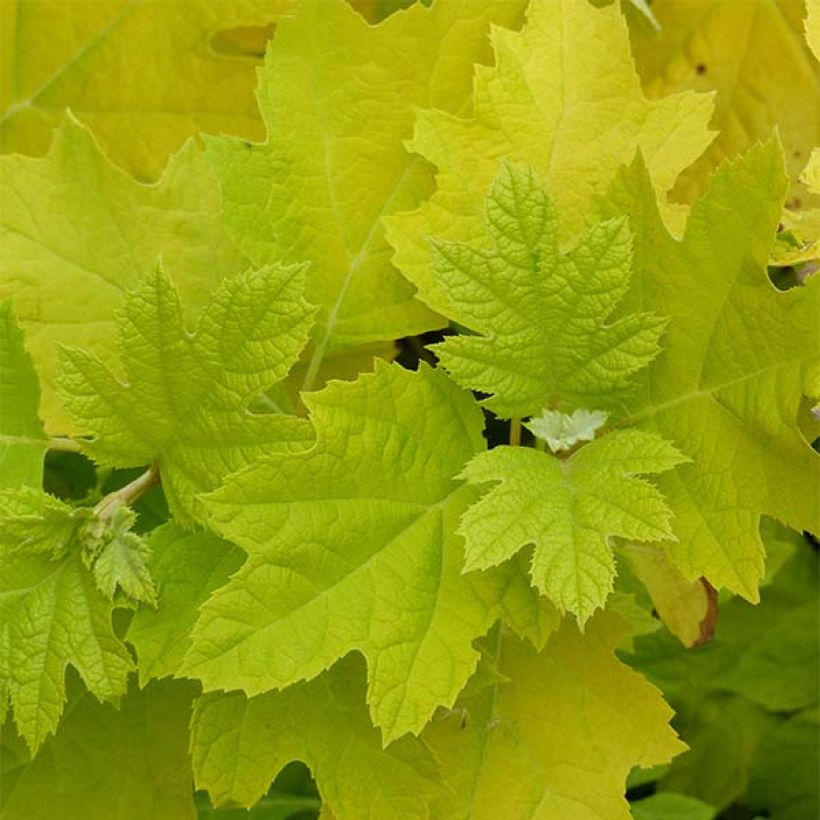 Hydrangea quercifolia Little Honey - Hortensia à feuilles de chêne (Foliage)
