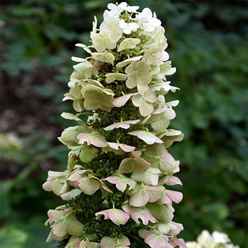 Hydrangea quercifolia Munchkin  - Hortensia à feuilles de chêne (Flowering)