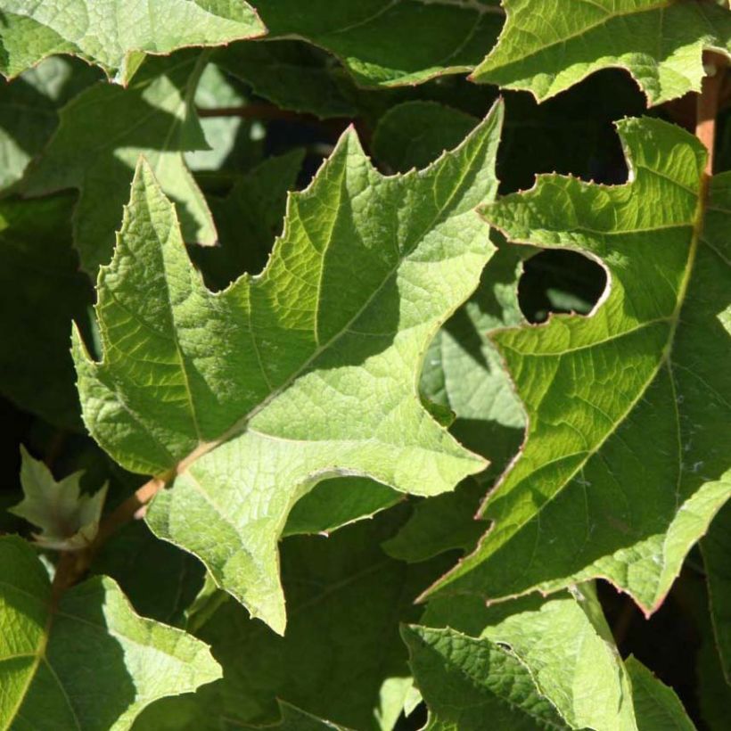 Hydrangea quercifolia Munchkin  - Hortensia à feuilles de chêne (Foliage)