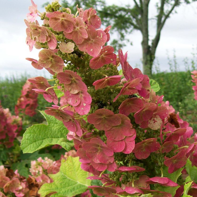 Hydrangea quercifolia Ruby Slippers - Hortensia à feuilles de chêne (Flowering)