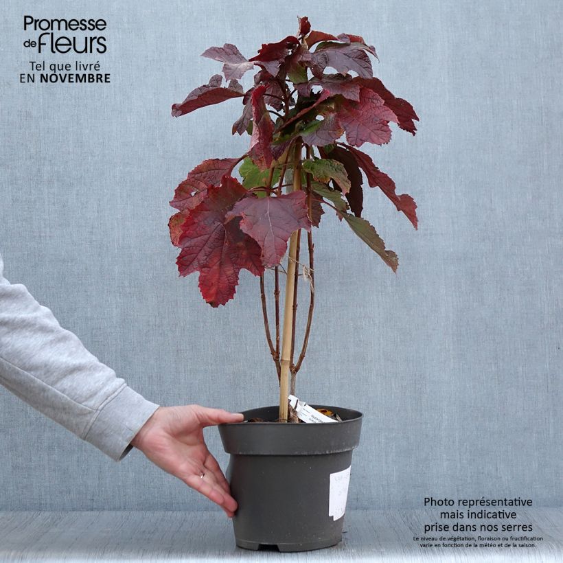 Example of Hydrangea quercifolia Snowcicle - Hortensia à feuilles de chêne Pot de 3L/4L as you get in automne