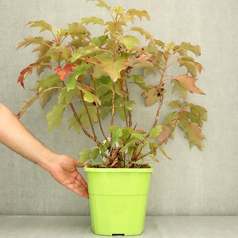 Example of Hydrangea quercifolia Tara - Hortensia à feuilles de chêne Pot de 7,5L/10L as you get in ete