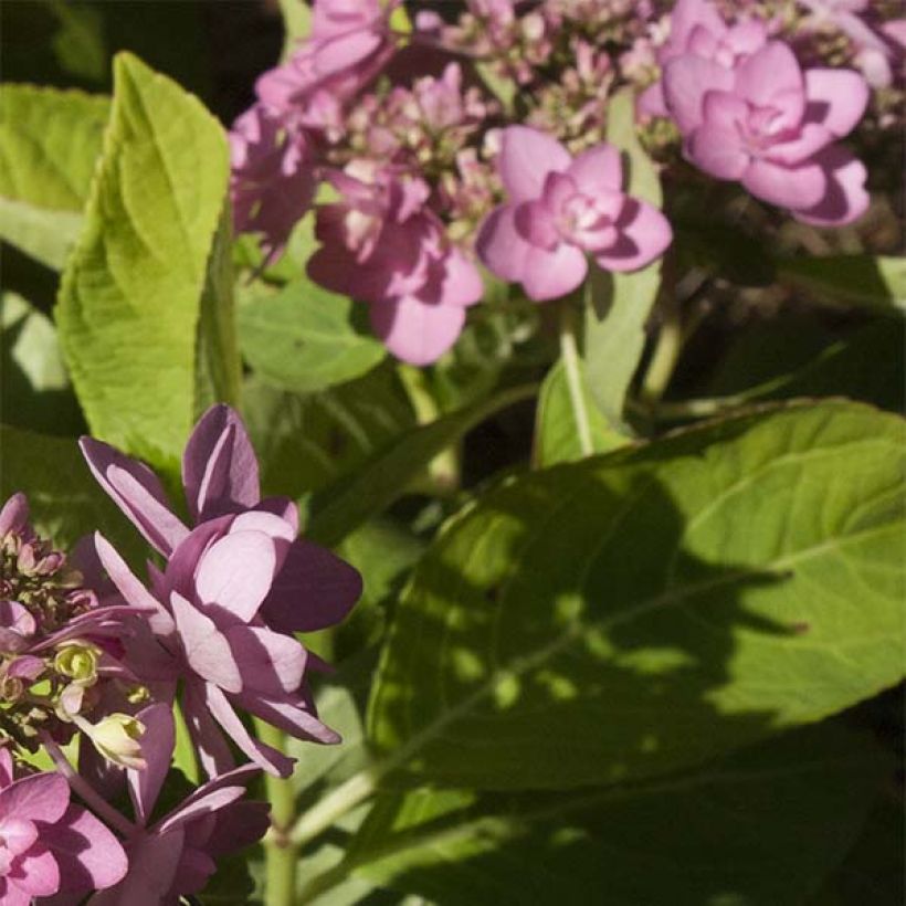 Hortensia - Hydrangea macrophylla You and Me Forever (Foliage)