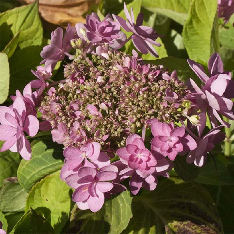 Hortensia - Hydrangea macrophylla You and Me Forever (Flowering)