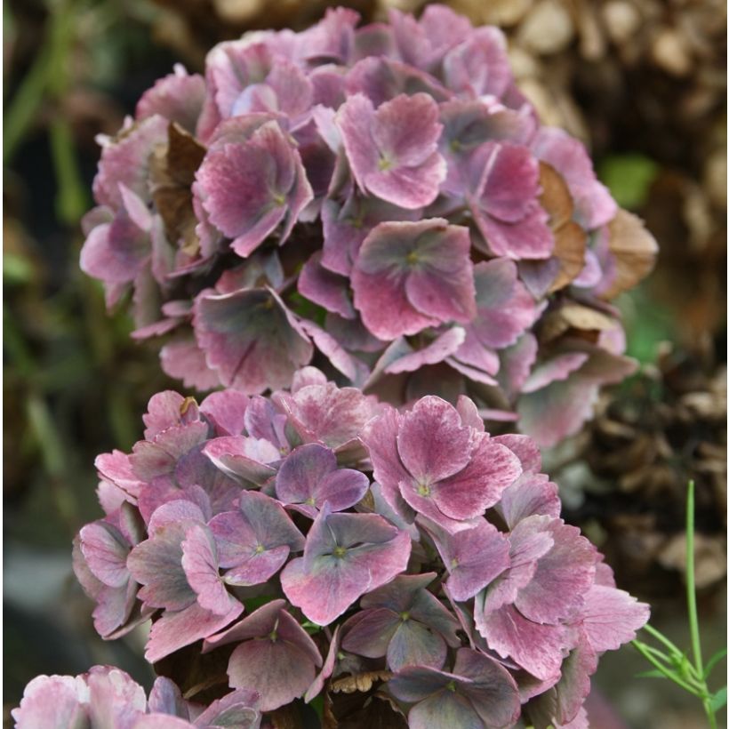 Hortensia - Hydrangea macrophylla Baron Pourpre (Flowering)