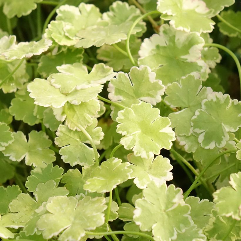 Hydrocotyle sibthorpioides Variegata (Foliage)