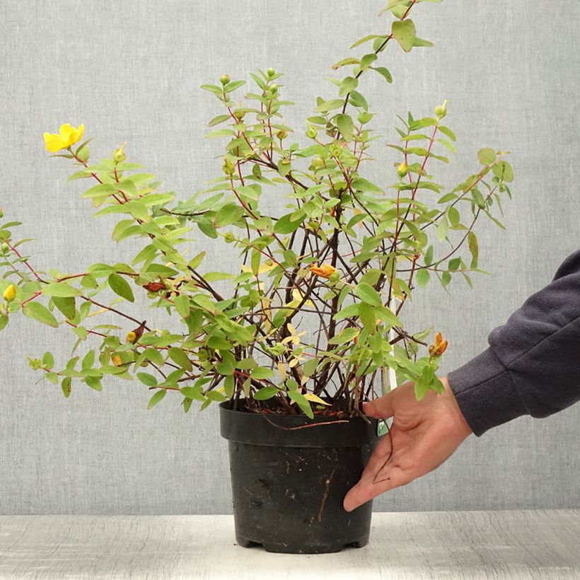 Example of Hypericum dummeri Peter Dummer - Millepertuis  Pot de 3L/4L as you get in ete