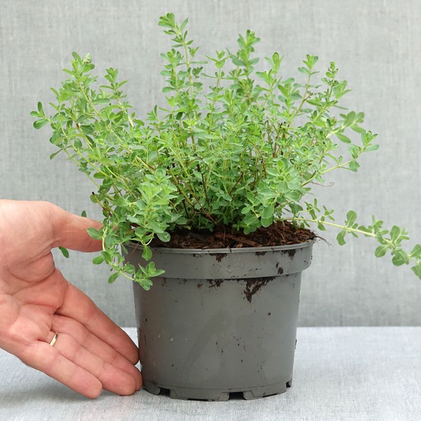 Example of Hypericum perforatum - Millepertuis officinal, perforé Pot de 1,5L/2L as you get in ete