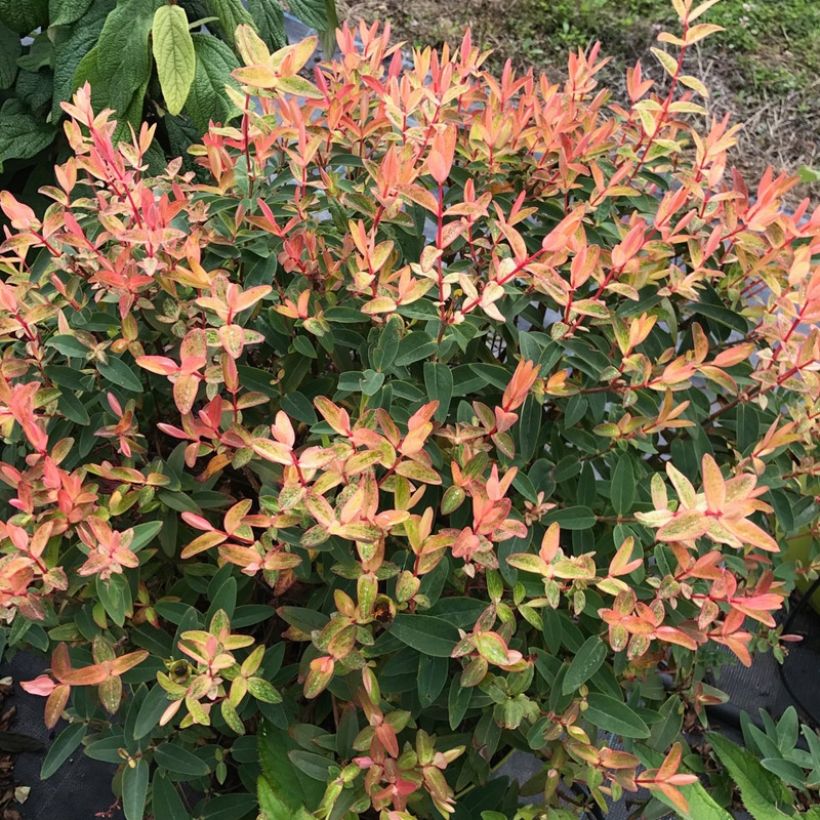 Hypericum Radiance - Millepertuis hybride panaché (Plant habit)