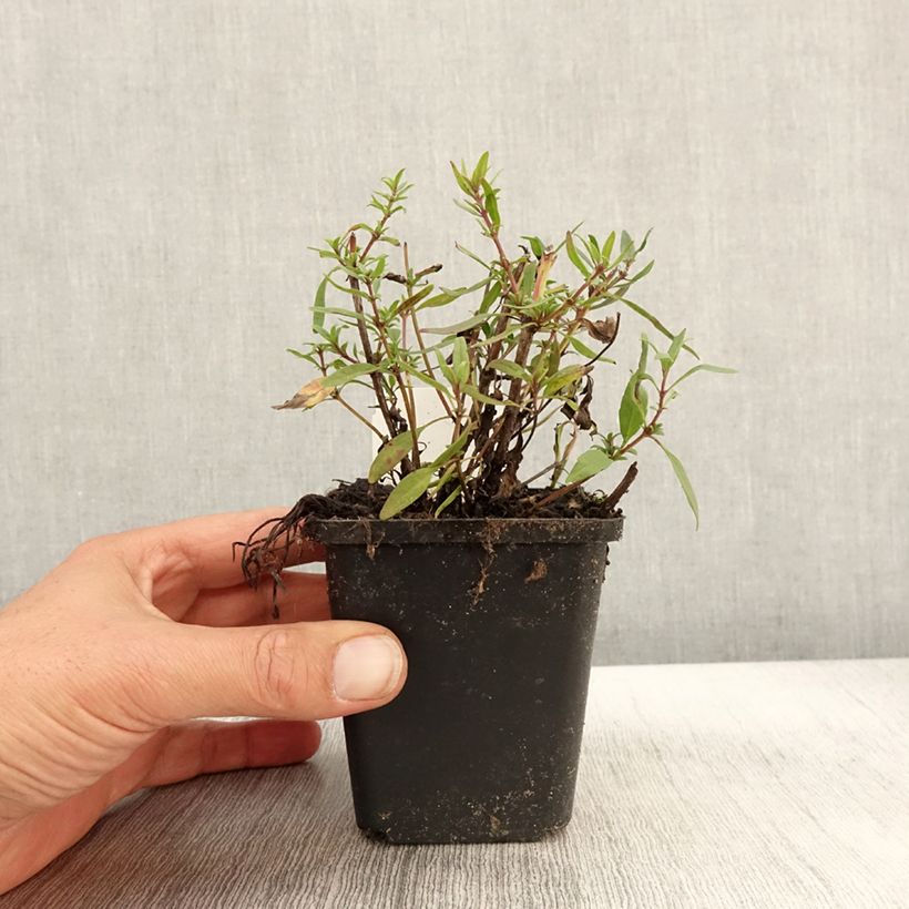 Example of Hyssopus officinalis f. roseus - Hysope officinale rose Godet de 8/9 cm as you get in automne