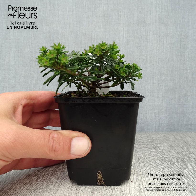 Example of Iberis sempervirens Appen-Etz - Corbeille d'argent Godet de 8/9 cm as you get in automne