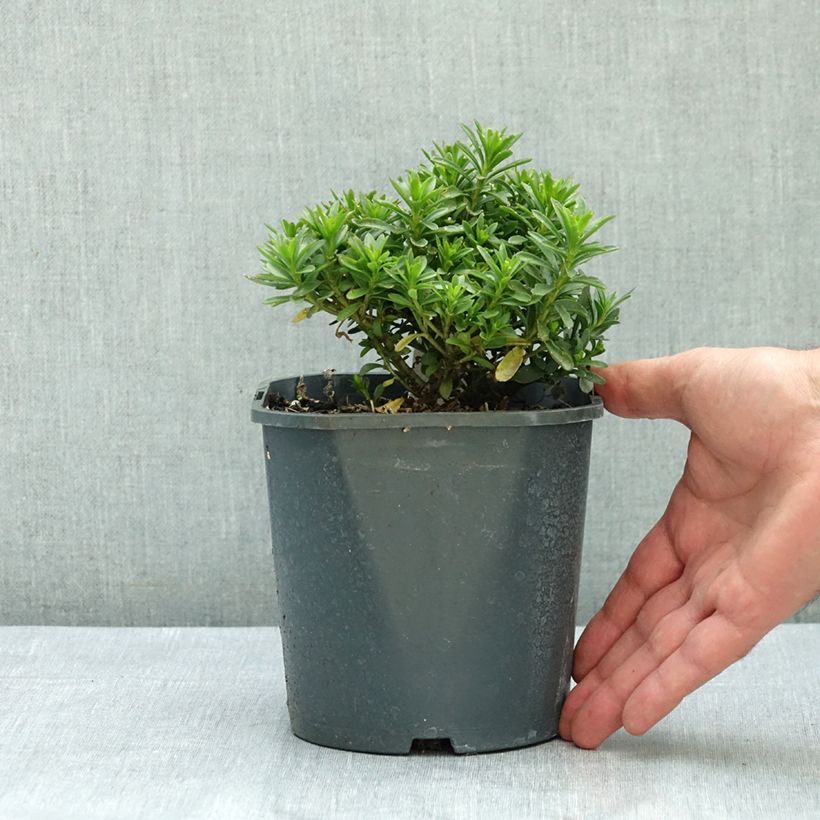 Example of Iberis sempervirens Snowflake Pot de 2L/3L as you get in ete