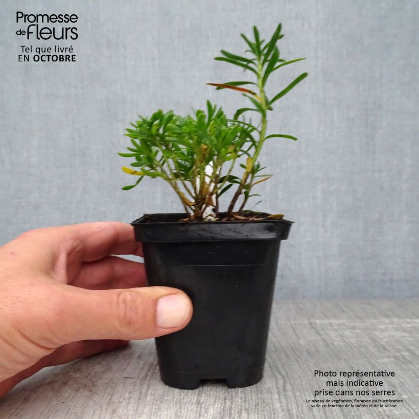 Example of Iberis sempervirens Weisser Zwerg - Corbeille d'argent Godet de 8/9 cm as you get in automne