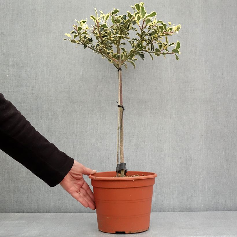Example of Ilex aquifolium Silver Queen - Houx panaché Pot de 4L/5L, Tige as you get in hiver