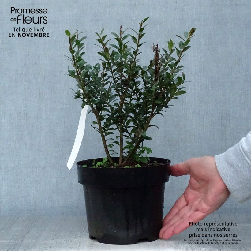 Example of Ilex crenata Caroline Upright - Houx crénelé Pot de 2L/3L as you get in automne