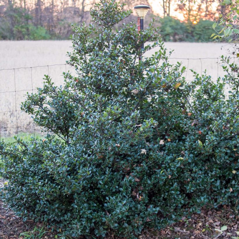 Houx américain- Ilex meserveae Blue Prince  (Plant habit)