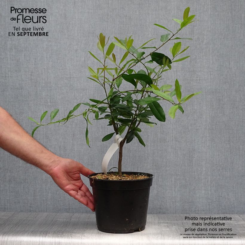 Example of Ilex paraguariensis - Yerba maté, Thé du Paraguay Pot de 3L/4L as you get in automne