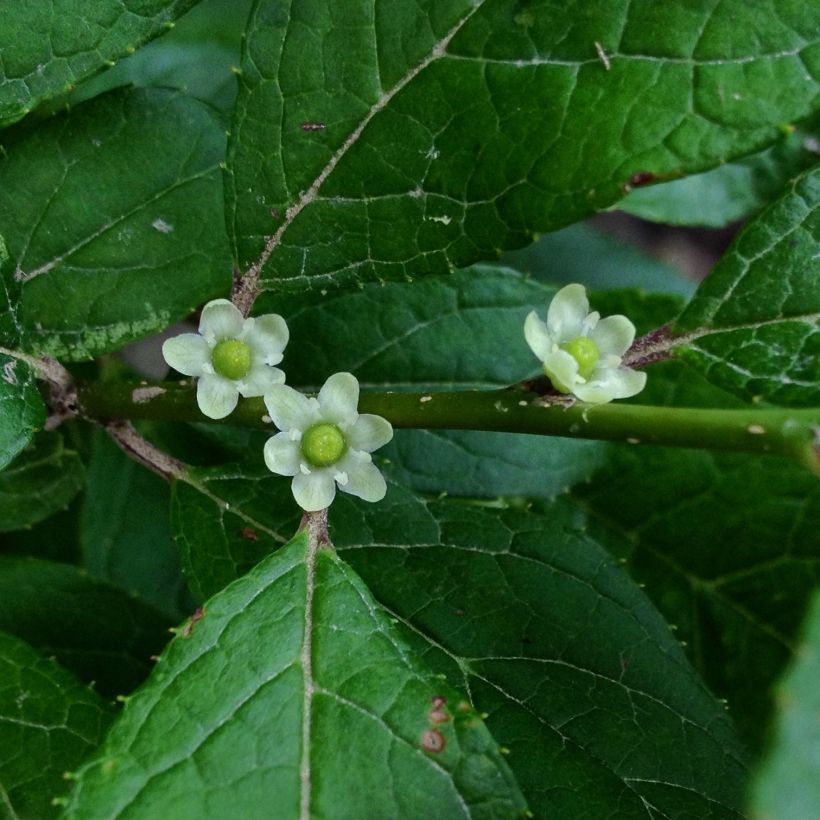 Houx verticillé femelle Maryland Beauty - Ilex verticillata  (Flowering)