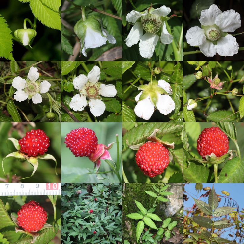 Example of Rubus illecebrosus - Framboisier fraise japonais Godet de 8/9 cm as you get in automne